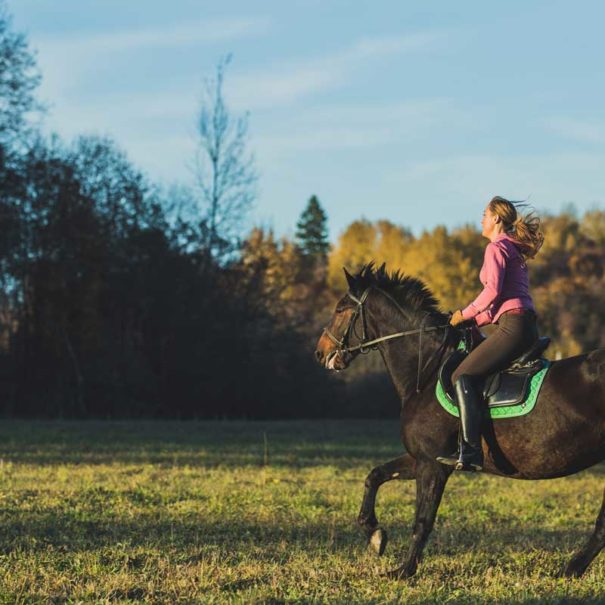 cavallo